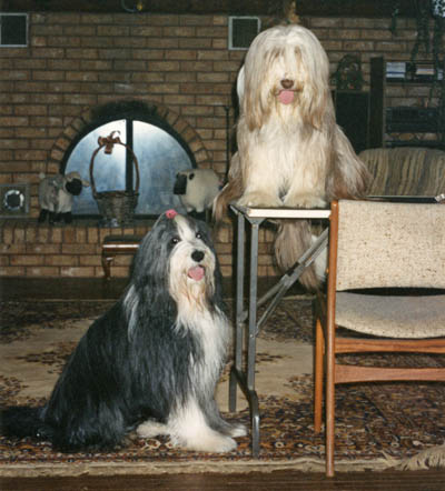 Boomer loves being groomed. Here he is sitting next to the grooming table, wantig Meggie to move over.